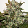 Семена ганжа  Russian Rocket Fuel feminised Ganja Seeds