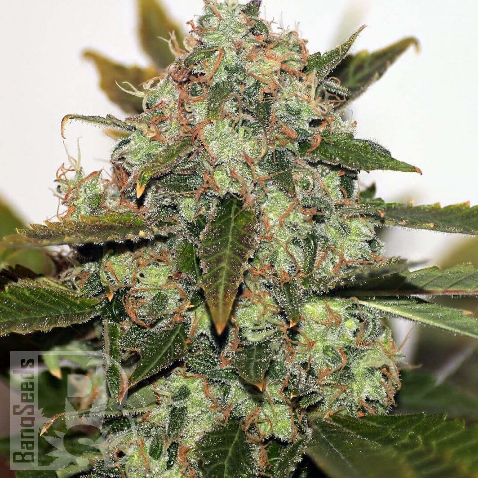 Семена ганжа  Russian Rocket Fuel feminised Ganja Seeds