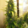 Семена марихуаны  Russian Widow feminised Ganja Seeds