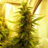 Семена марихуаны  Russian Widow feminised Ganja Seeds