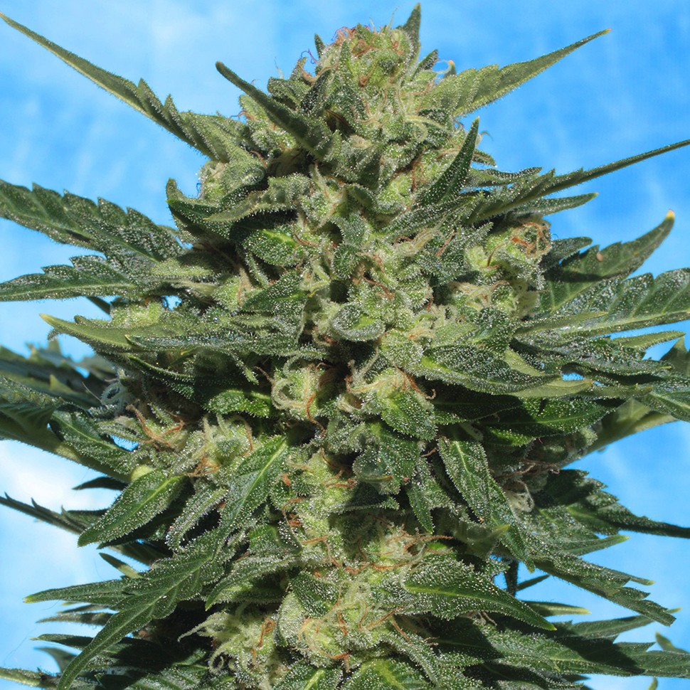 Семена марихуаны  Auto White Russian feminised Ganja Seeds