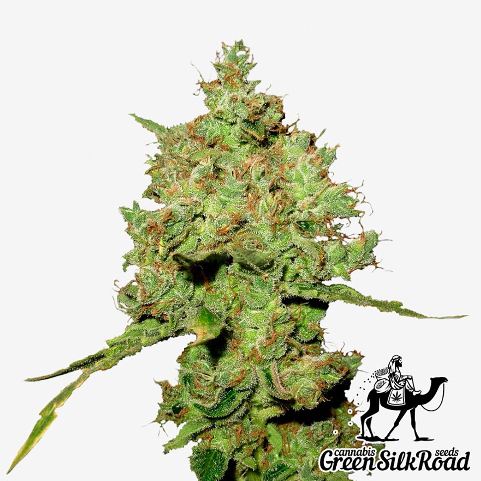 Семена конопли  Amnesia feminised Green Silk Road Seeds