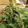 Семена каннабиса  Sevilla Cheese feminised Ganja Seeds