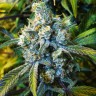 Семена каннабиса  Sevilla Cheese feminised Ganja Seeds