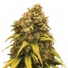 Семена каннабиса  Sevilla Cheese feminised Ganja Seeds