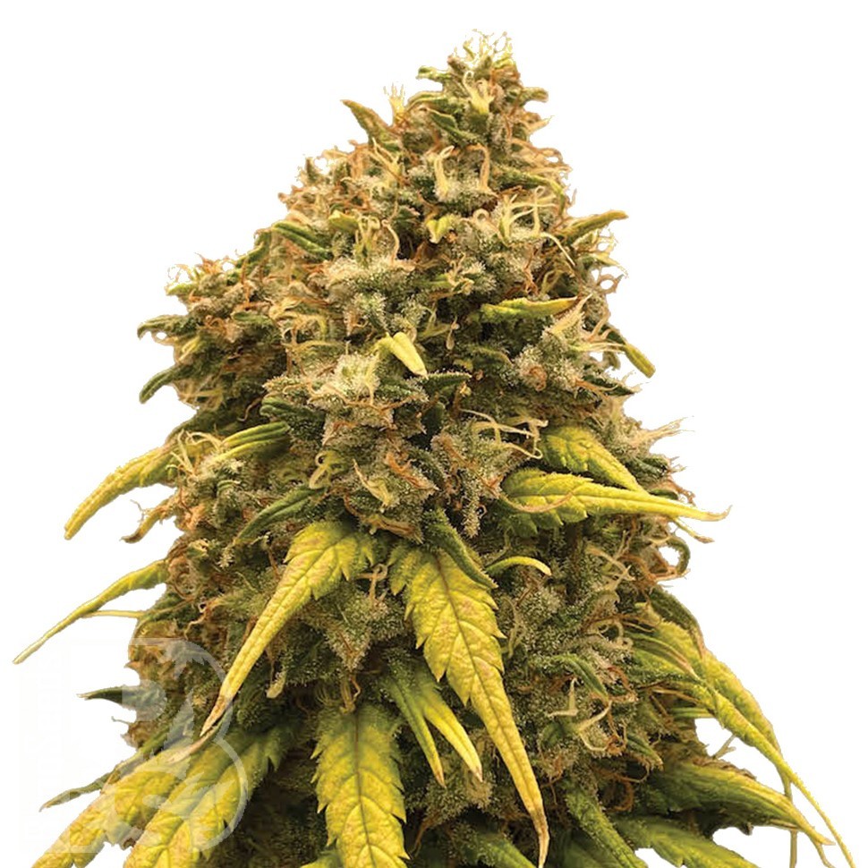 Семена каннабиса  Sevilla Cheese feminised Ganja Seeds