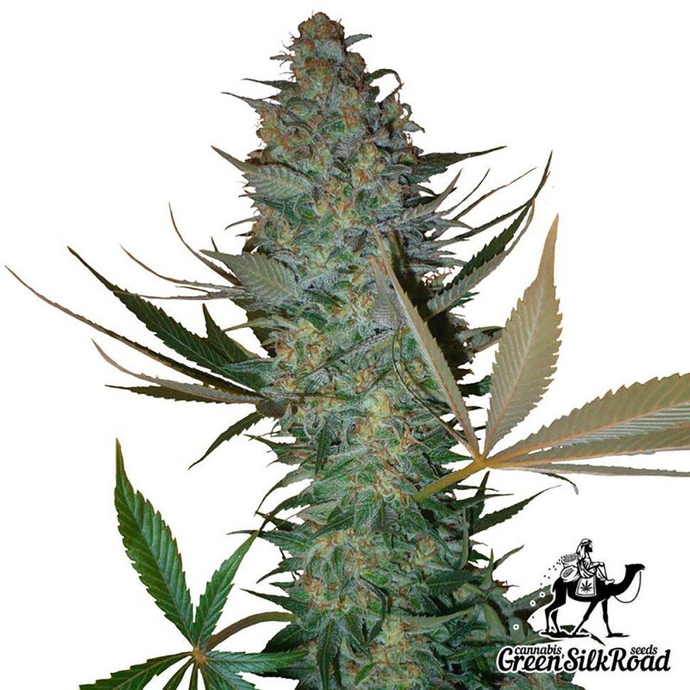 Семена ганжа  Auto AK feminised Green Silk Road Seeds