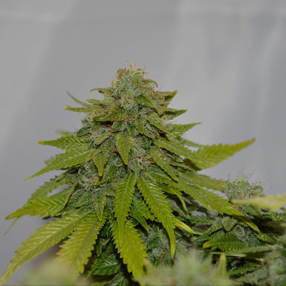 семена конопли элитных сортов Auto Caramelino feminised Victory Seeds