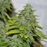 семена конопли в интернете Auto Caramelino feminised Victory Seeds