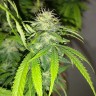 семена конопли почтой Auto Caramelino feminised Victory Seeds