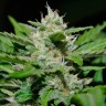 Семена марихуаны Auto Syrop feminised Ganja Seeds