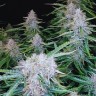 Семена конопли  Auto Syrop feminised Ganja Seeds