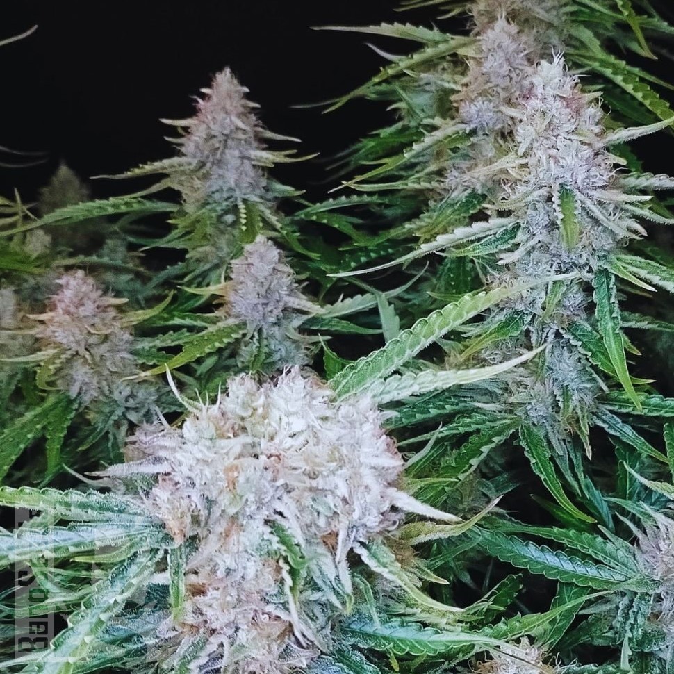 Семена конопли  Auto Syrop feminised Ganja Seeds