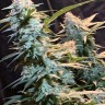 Семена конопли  Auto Syrop feminised Ganja Seeds