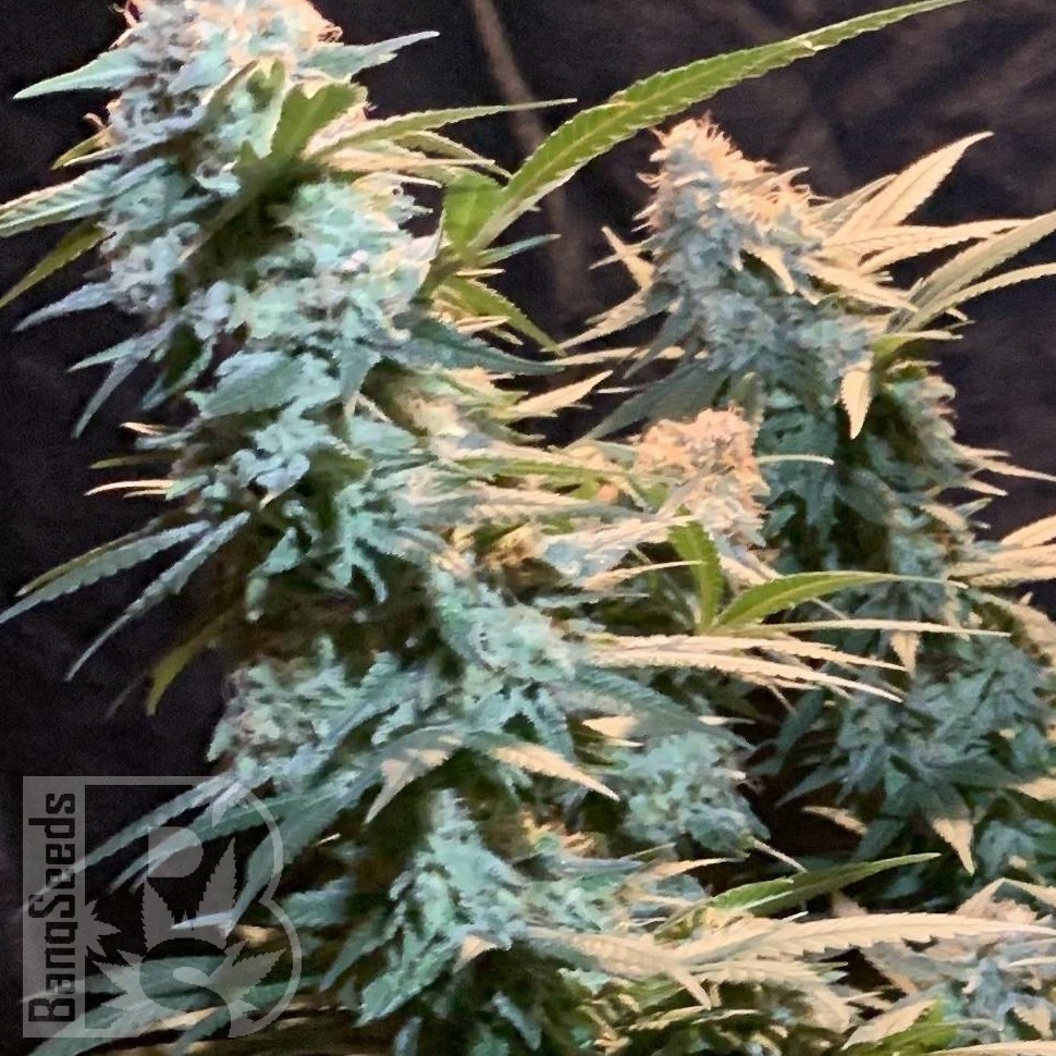 Семена конопли  Auto Syrop feminised Ganja Seeds