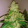 Семена конопли  Auto Syrop feminised Ganja Seeds