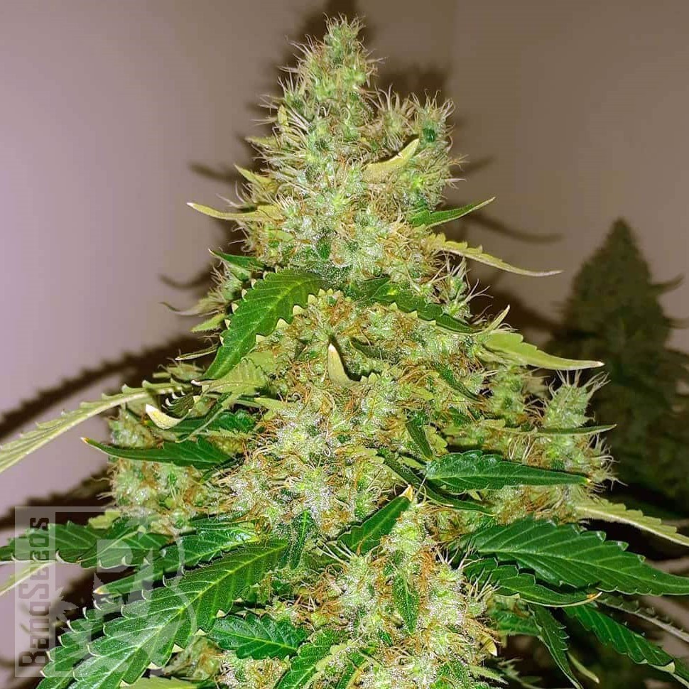 Семена конопли  Auto Syrop feminised Ganja Seeds