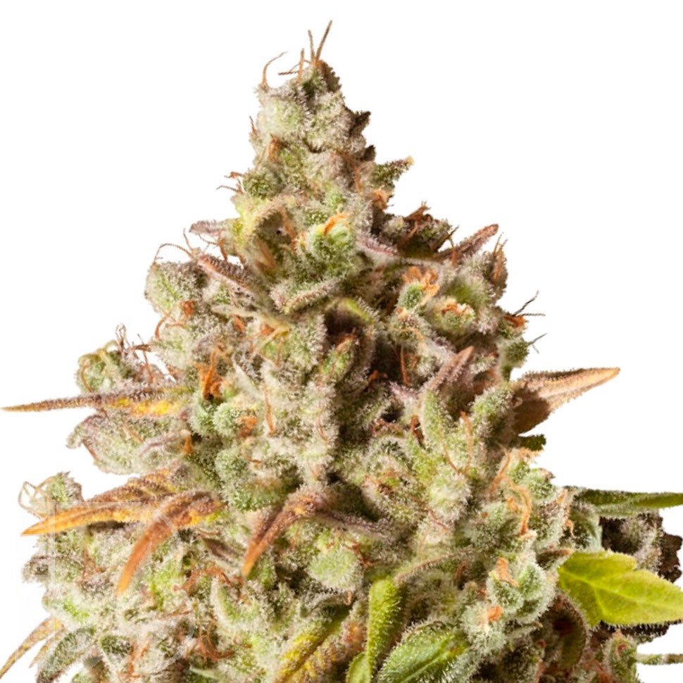 Качественные семена Royal Gorilla feminised Ganja Seeds