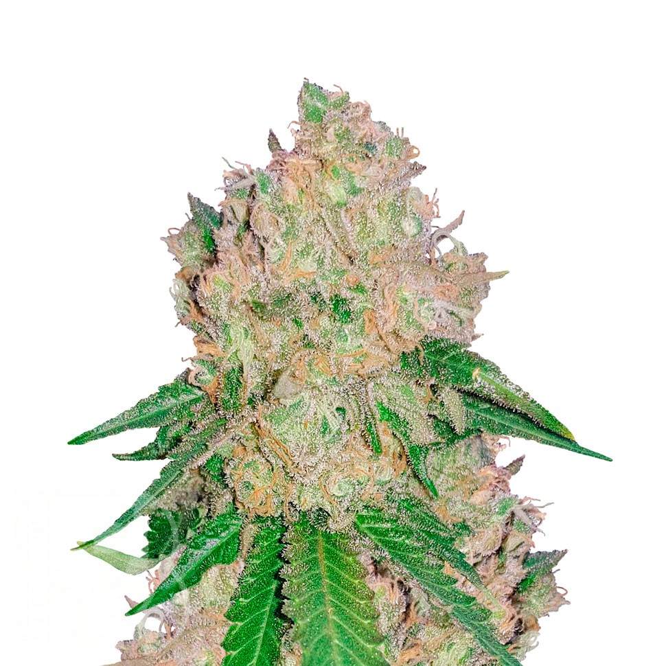 Купить семена Royal Gorilla feminised Ganja Seeds