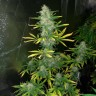 Семки Royal Gorilla feminised Ganja Seeds