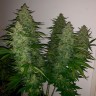 Семена конопли Royal Gorilla feminised Ganja Seeds