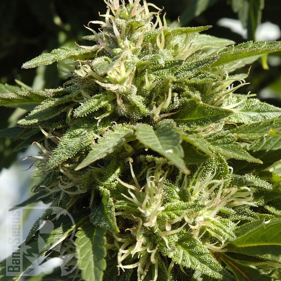 Семена  Shaman feminised Ganja Seeds