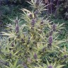 Семена  Shaman feminised Ganja Seeds