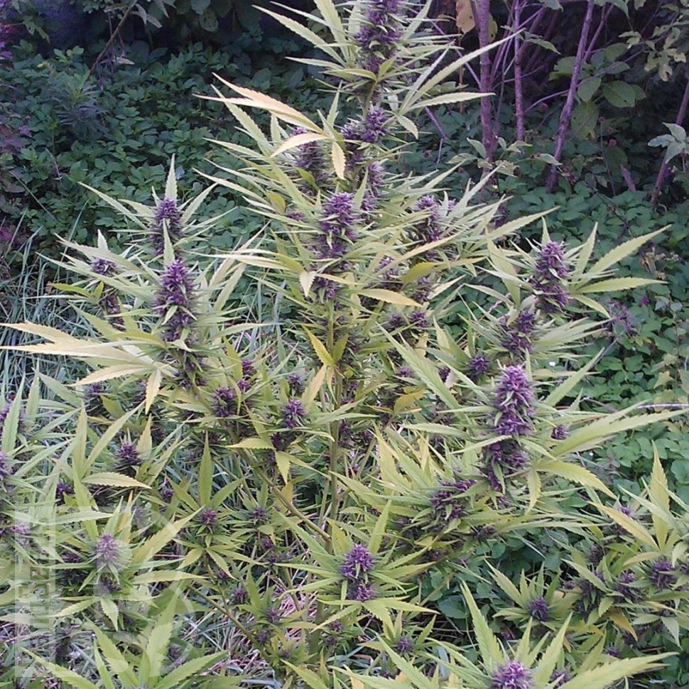 Семена  Shaman feminised Ganja Seeds