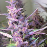 Семена  Shaman feminised Ganja Seeds