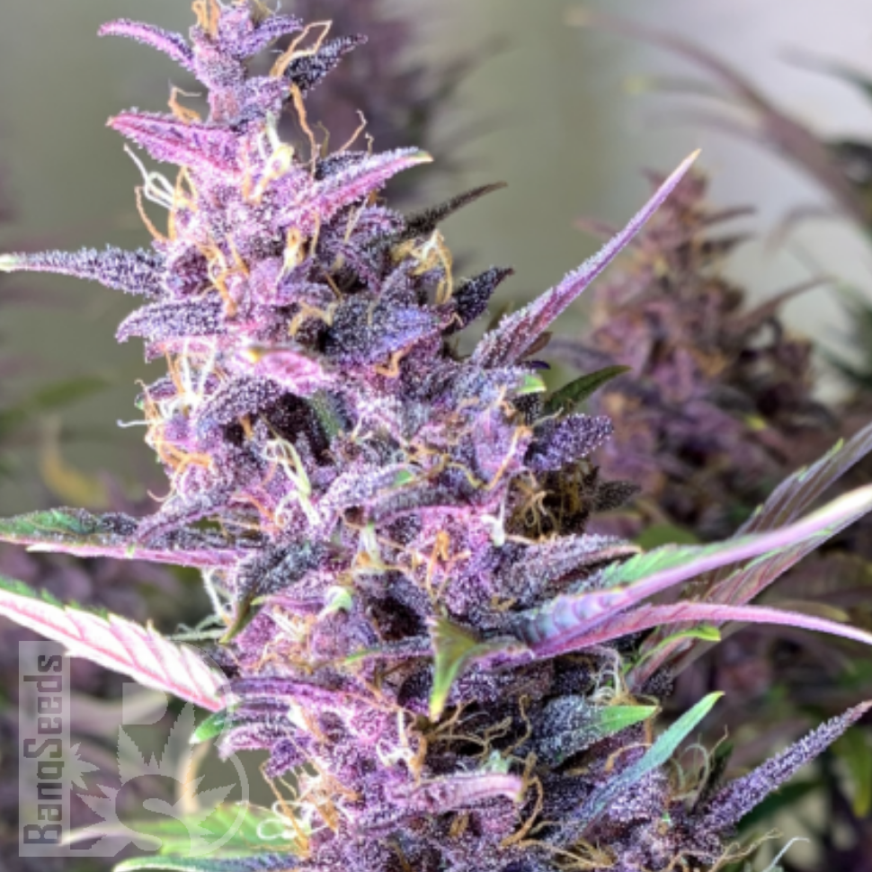 Семена  Shaman feminised Ganja Seeds