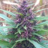 Семена  Shaman feminised Ganja Seeds