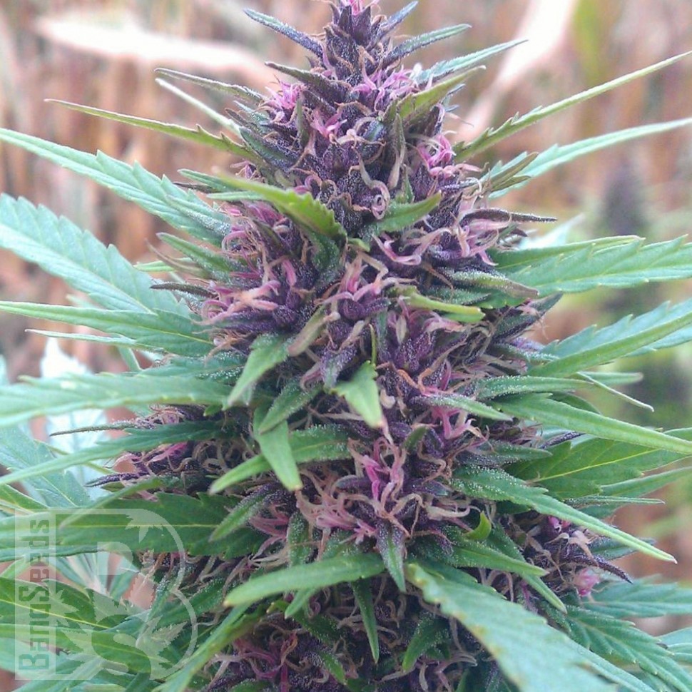 Семена  Shaman feminised Ganja Seeds