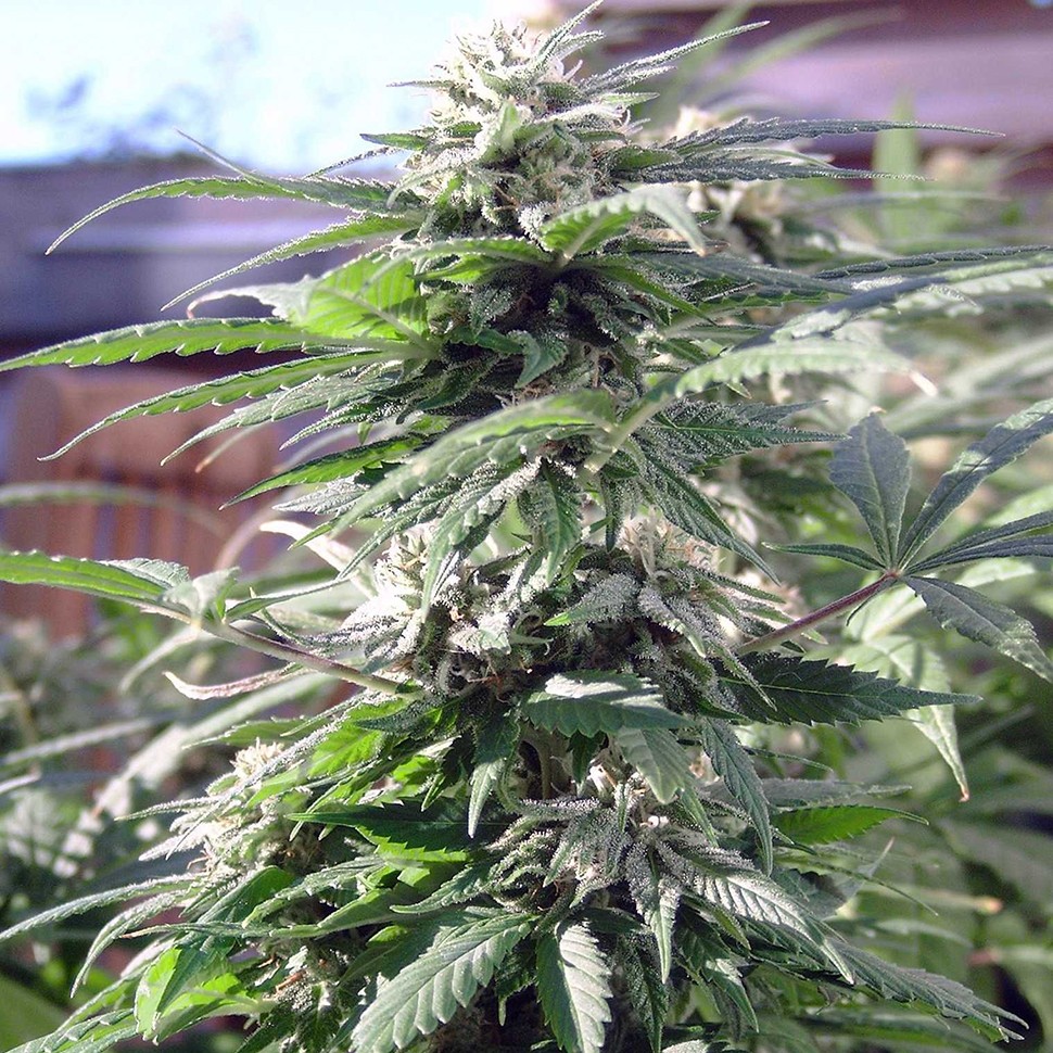 Семена  Sensi Skunk feminised Ganja Seeds