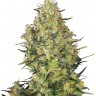 Семена  Sensi Skunk feminised Ganja Seeds