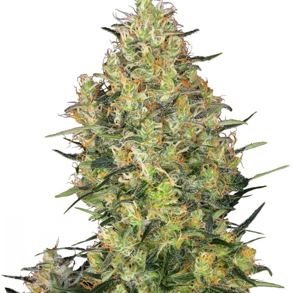 Семена  Sensi Skunk feminised Ganja Seeds