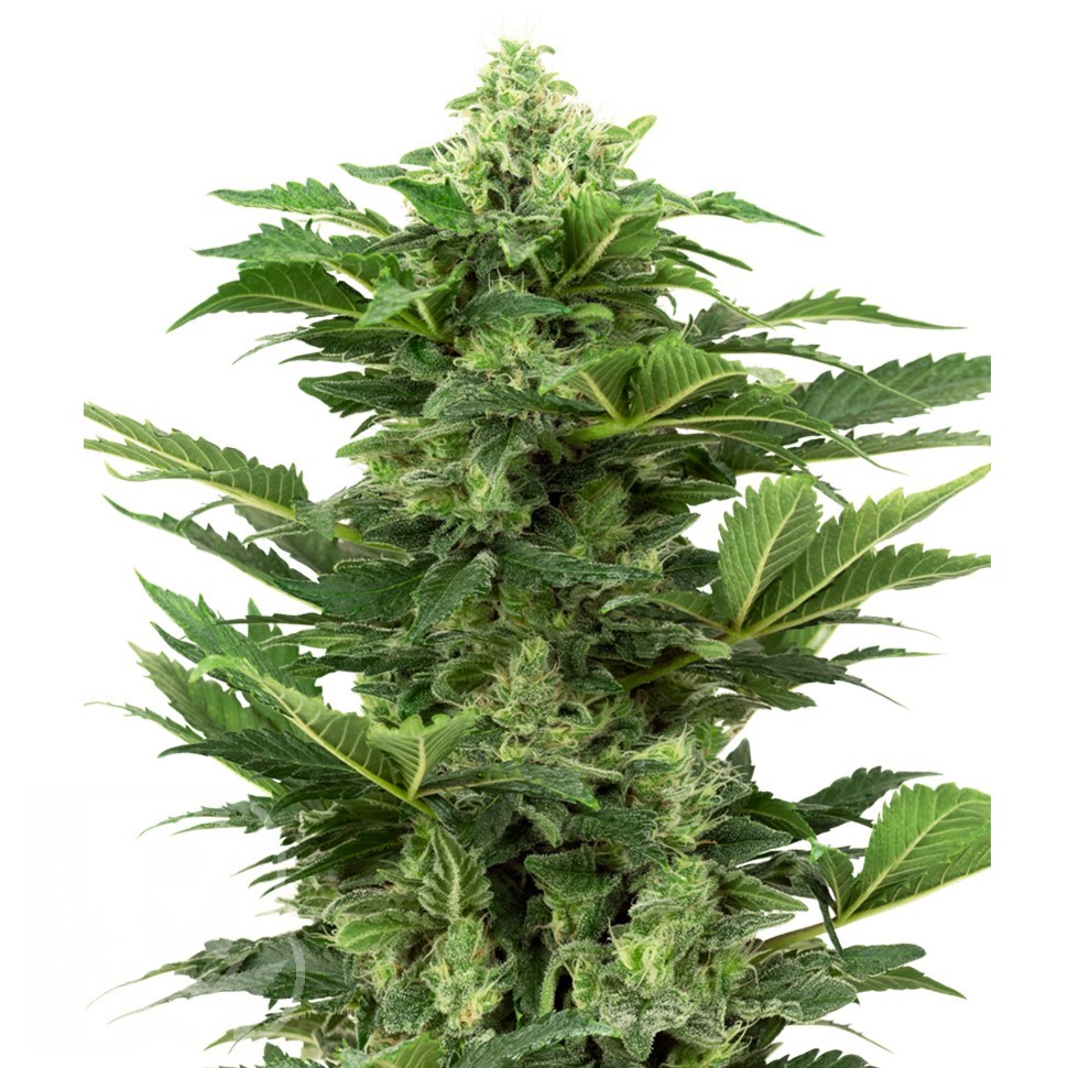 Семена каннабиса  Hindu Kush x White Russian feminised Ganja Seeds