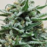 Семена каннабиса  Hindu Kush x White Russian feminised Ganja Seeds