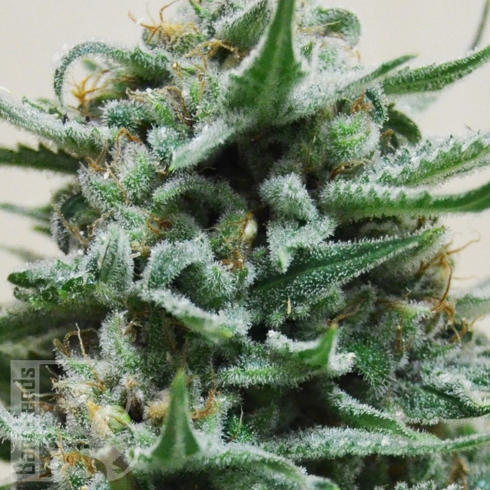 Семена каннабиса  Hindu Kush x White Russian feminised Ganja Seeds