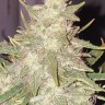 Семена каннабиса  Hindu Kush x White Russian feminised Ganja Seeds