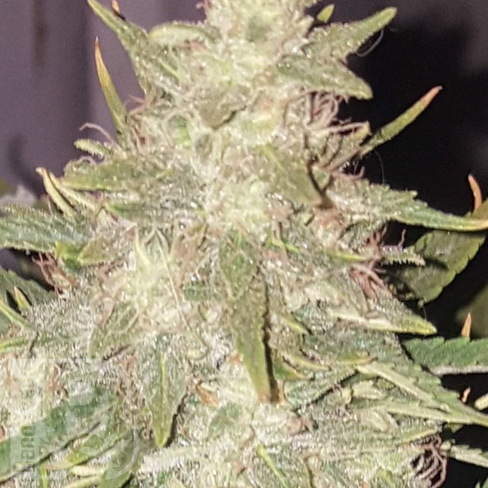 Семена каннабиса  Hindu Kush x White Russian feminised Ganja Seeds