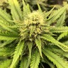 заказать качественные семена конопли Auto Chocodope feminised Victory Seeds