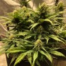 семена конопли дешево Auto Chocodope feminised Victory Seeds