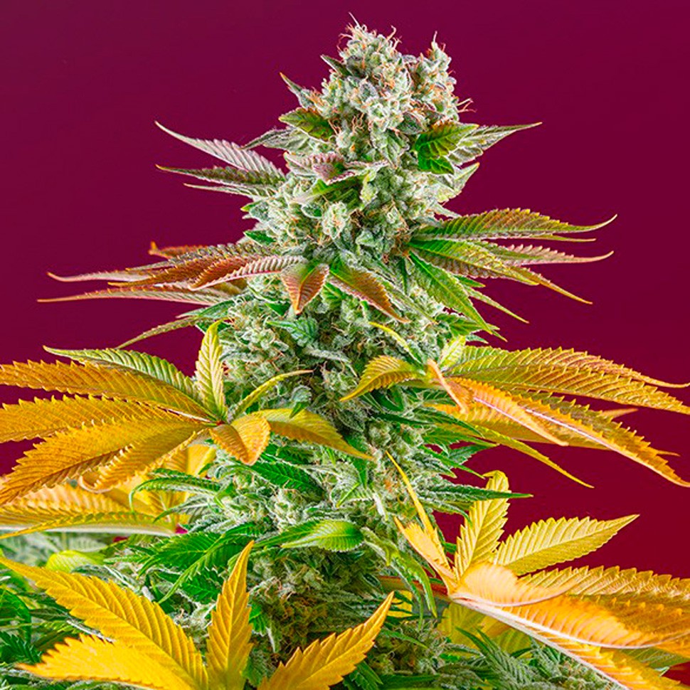 Семена марихуаны  Gorilla Girl feminised Ganja Seeds