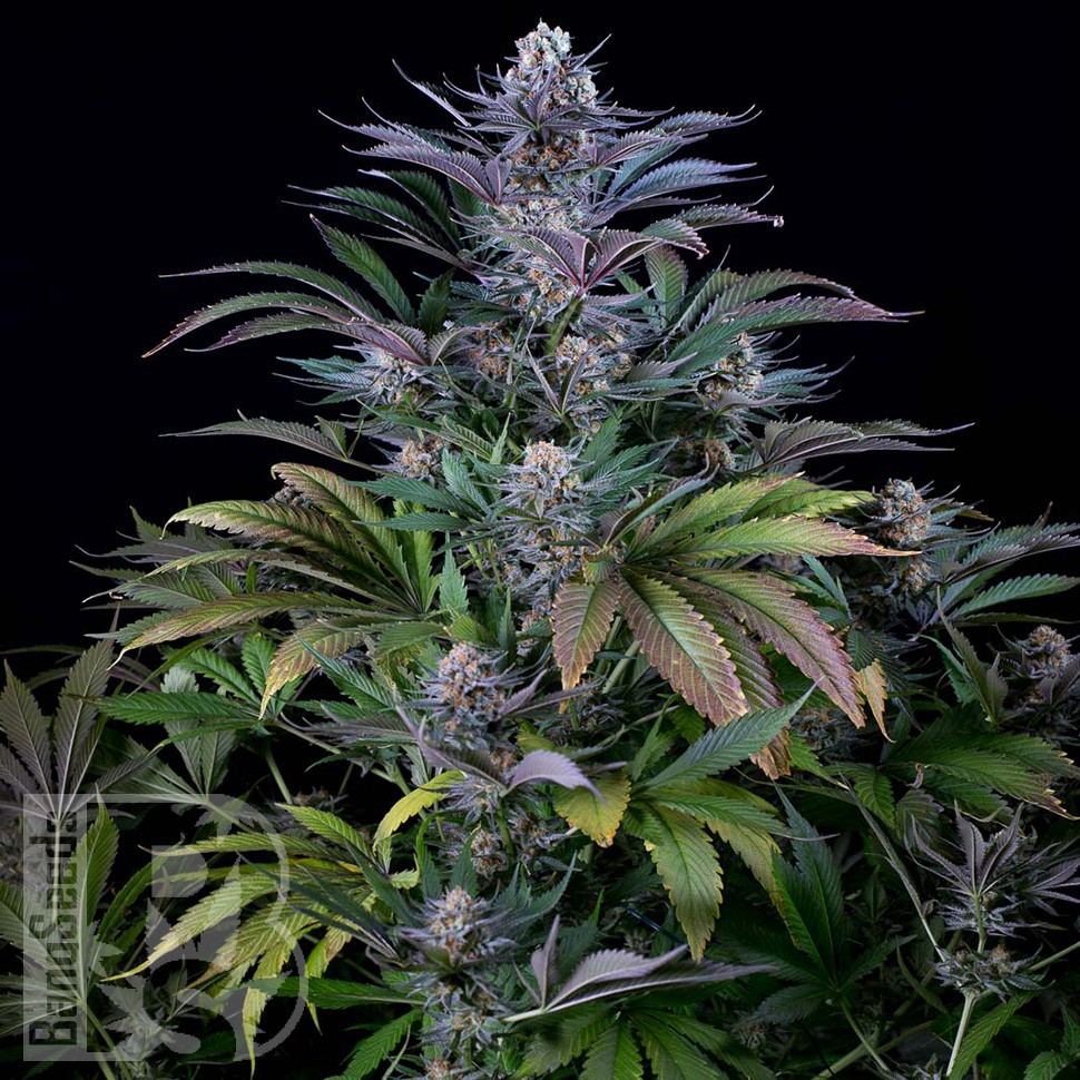 Семена конопли  Silver Haze feminised Ganja Seeds