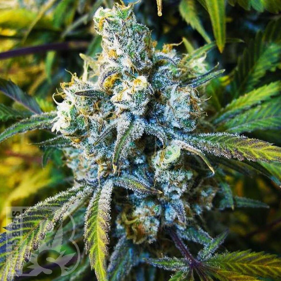 Семена конопли  Silver Haze feminised Ganja Seeds