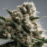 Семена конопли  Silver Haze feminised Ganja Seeds