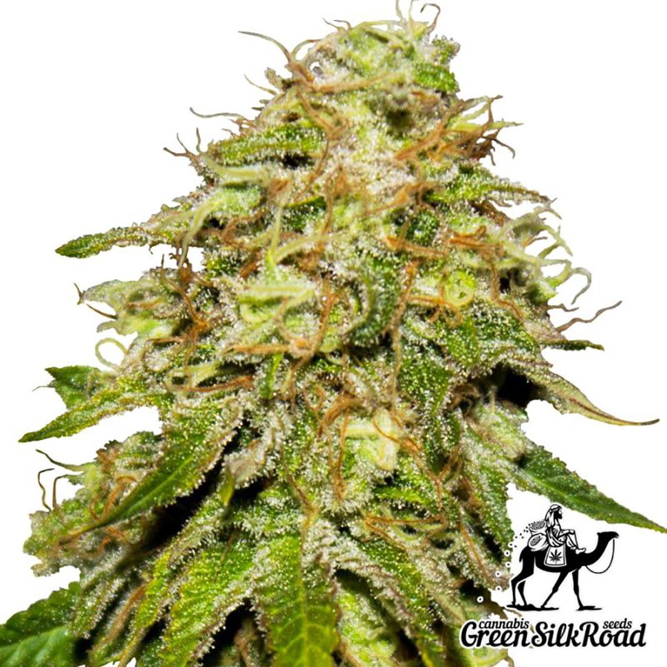 Семена  Auto Critical feminised Green Silk Road Seeds