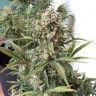 семена конопли с доставкой Auto Chronic Monster XXL feminised Victory Seeds