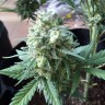 семена индийской конопли Auto Chronic Monster XXL feminised Victory Seeds