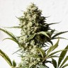 мощные семена конопли Auto Chronic Monster XXL feminised Victory Seeds